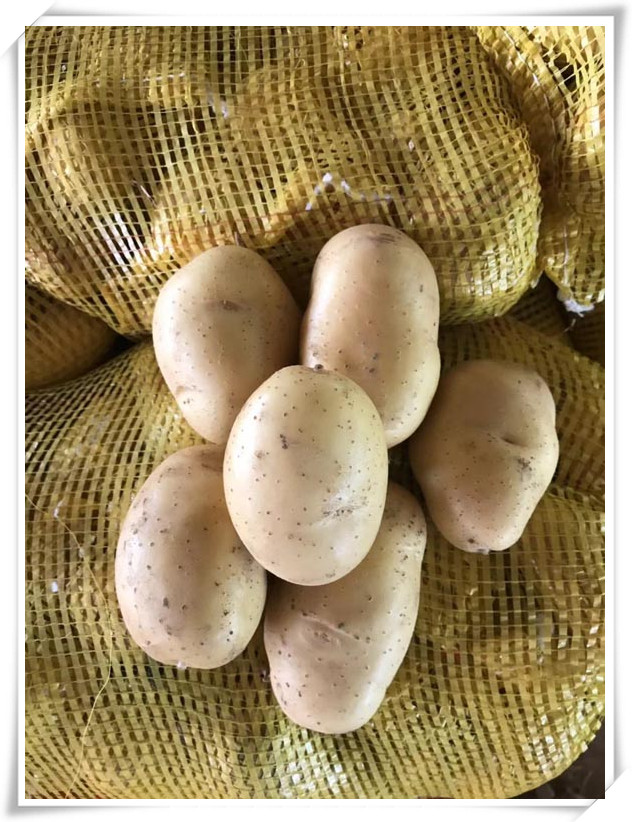 Organic potato