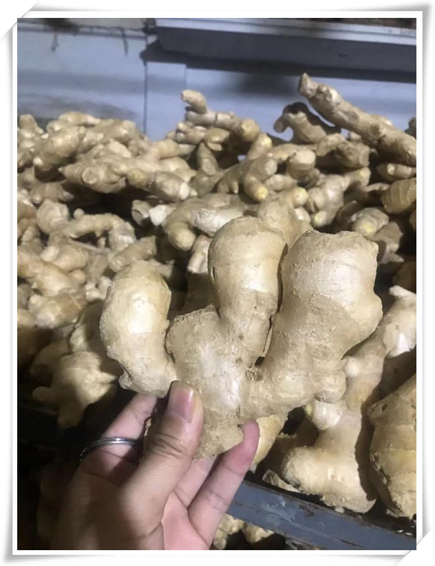 Organic ginger